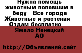 Нужна помощь животным попавшим в беду - Все города Животные и растения » Отдам бесплатно   . Ямало-Ненецкий АО